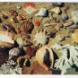 Nature Postcard Shells From The Coasts Of Florida