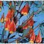 Australia Postcard Forrest's Marlock Eucalyptus