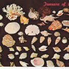 Nature Postcard Shells Treasure Of The Sea