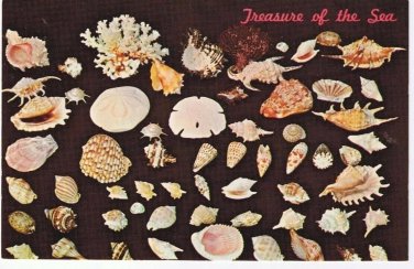 Nature Postcard Shells Treasure Of The Sea