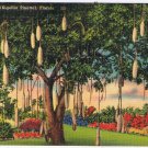 Florida Postcard Sausage Tree Kigellia Pinatta