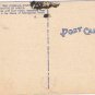Florida Postcard Sausage Tree Kigellia Pinatta