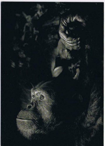 Ireland Postcard Contemplation Chimpanzee 2017 Wildlife Photographer Of The Year