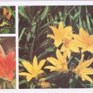 Russia Postcard Daursky Lily Krasnodnev Dumortier Butterfly