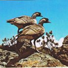 Postcard The Nene or Hawaiian Goose Hawaii