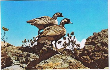 Postcard The Nene or Hawaiian Goose Hawaii