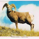 Animal Postcard British Columbia Bighorn Mountain Sheep Ram