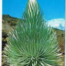 Postcard Haleakala Silversword Central Bloomimg Stalk Hawaii