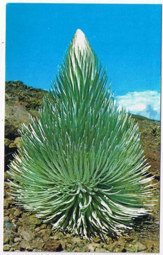 Postcard Haleakala Silversword Central Bloomimg Stalk Hawaii