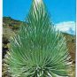 Postcard Haleakala Silversword Central Bloomimg Stalk Hawaii