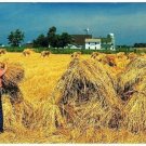 Amish Wheat Harvest Postcard Pennsylvania