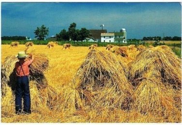 Amish Wheat Harvest Postcard Pennsylvania