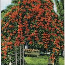 Postcard Flame Vine Pyrostegia Venusta Florida