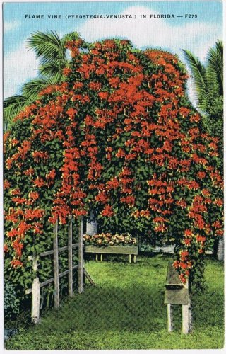 Postcard Flame Vine Pyrostegia Venusta Florida