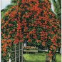 Postcard Flame Vine Pyrostegia Venusta Florida