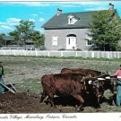 Ontario Postcard Morrisburg Upper Canada Village Durham Oxen Team