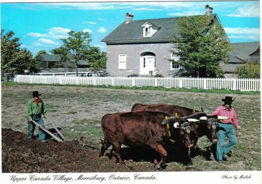 Ontario Postcard Morrisburg Upper Canada Village Durham Oxen Team