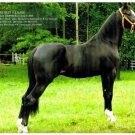 Horse Calendar The Stallion Calendar 12 Beautiful Breeding Horses Studs 2011