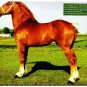 Horse Calendar The Stallion Calendar 12 Beautiful Breeding Horses Studs 2011