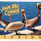 Florida Postcard Join The Crowd Of Pelicans
