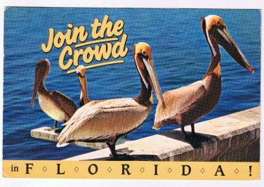 Florida Postcard Join The Crowd Of Pelicans