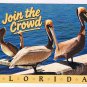 Florida Postcard Join The Crowd Of Pelicans