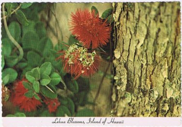 Postcard Lehua Tree Blossoms Island Of Hawaii Volcanoes National Park