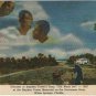 Postcard Diorama Stephen Foster Old Black Joe Suwanee River White Springs FL