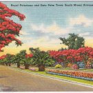 Postcard Royal Poinciana & Date Palm Trees Miami Florida