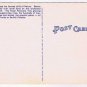 Postcard Royal Poinciana & Date Palm Trees Miami Florida