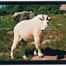 Postcard Big Billy Mountain Goat Glacier National Park