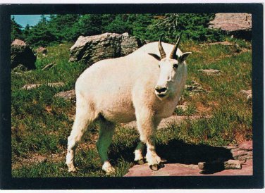 Postcard Big Billy Mountain Goat Glacier National Park