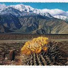 Arizona Postcard Springtime Contrast On The Desert Cactus Bloom Snow On Mountain