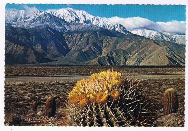 Arizona Postcard Springtime Contrast On The Desert Cactus Bloom Snow On Mountain