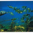Florida Postcard Silver Springs Fish & Turtles