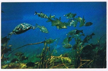 Florida Postcard Silver Springs Fish & Turtles