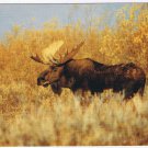 Animal Postcard Shiras Moose Rocky Mountain National Park