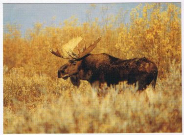 Animal Postcard Shiras Moose Rocky Mountain National Park