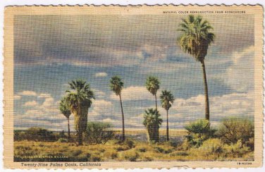 California Postcard 29 Palms Oasis Willard