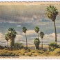 California Postcard 29 Palms Oasis Willard
