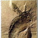 Ontario Roadmap Shell 1971 Fossils Of Canada Eurypterus Lacustris