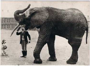 Postcard Jumbo Elephant Stortorget