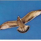 Animal Postcard Seagull In Azure Sky