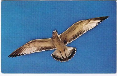 Animal Postcard Seagull In Azure Sky