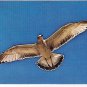 Animal Postcard Seagull In Azure Sky