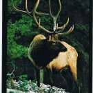 Postcard Classic Bull Elk Montana Northern Rockies