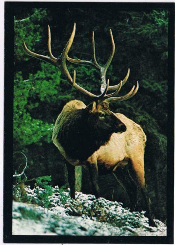 Postcard Classic Bull Elk Montana Northern Rockies