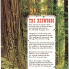 California Postcard The Redwoods Joseph Strauss Poem Builder Golden Gate Bridge