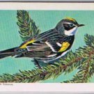 Brooke Bond Red Rose Tea Card #29 Myrtle Warbler Canadian American Songbirds