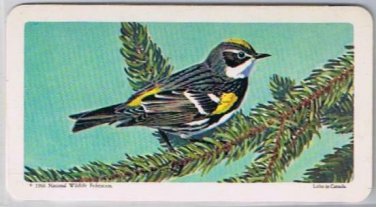 Brooke Bond Red Rose Tea Card #29 Myrtle Warbler Canadian American Songbirds